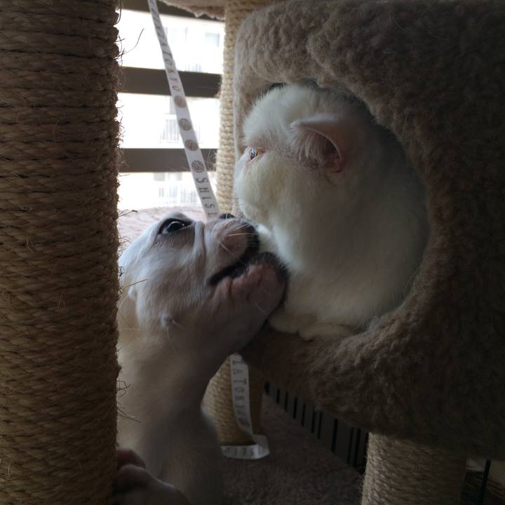 F245a13a 0385 4239 a56a 1996c2eb8412