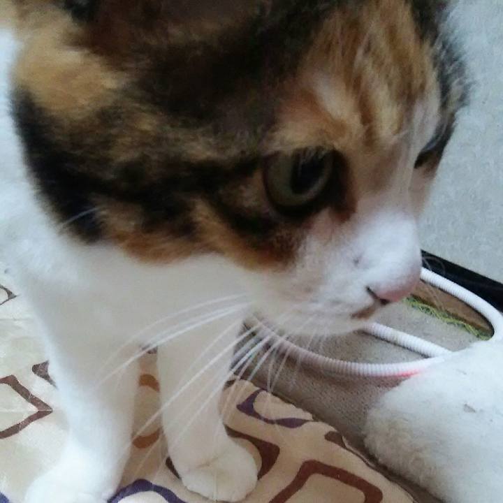 F26c30fc 16e6 4f90 bdad e1ce251377e6