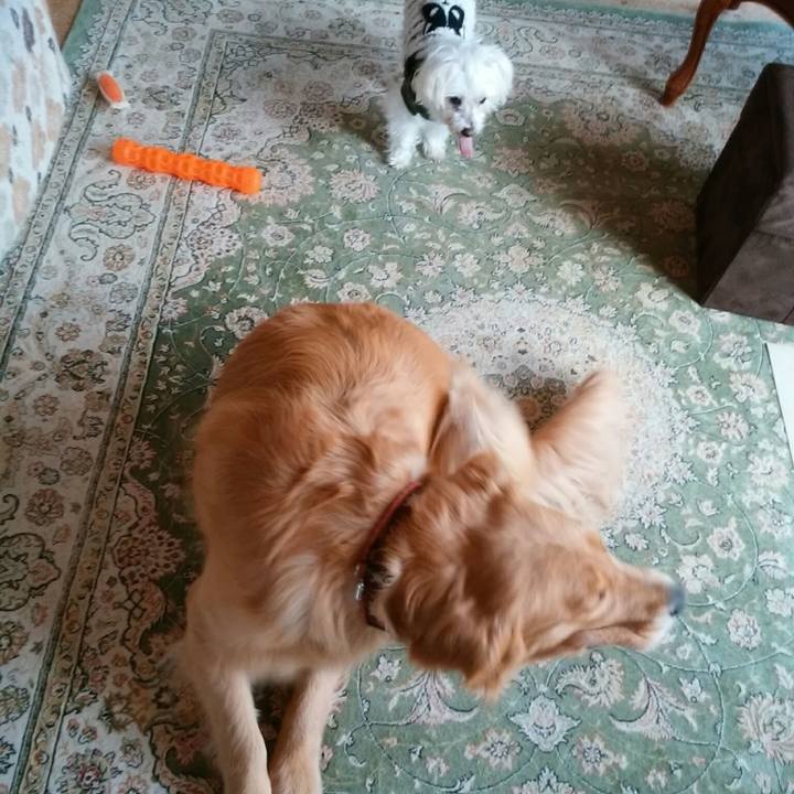 F278acde 0e73 4fa6 9fce 0481c55a5d8d