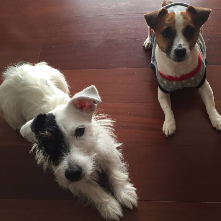 F295070c 21ea 4ca5 b467 deda8ab74f16