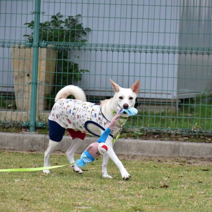 F29dc265 f1ac 4b74 a14a bb15f442891c