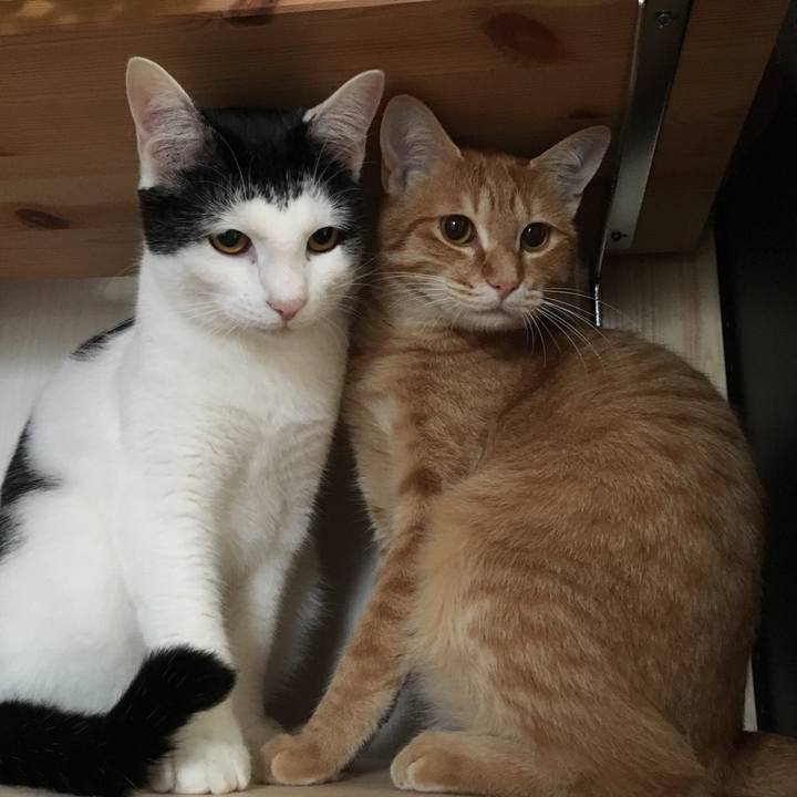 F2bb350a a10a 49ac 88f3 90a4ae9a5412