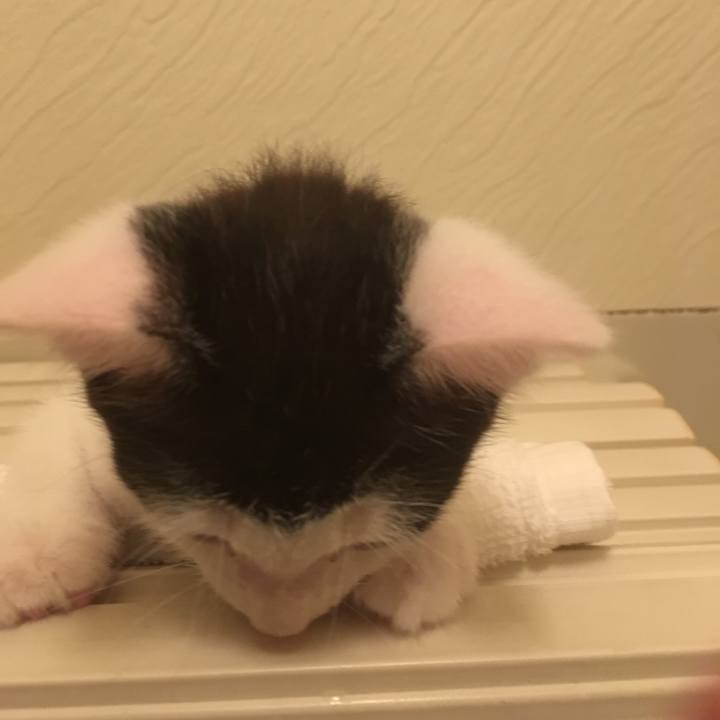 F2d72384 34ea 46f7 add7 d286342c0aaf