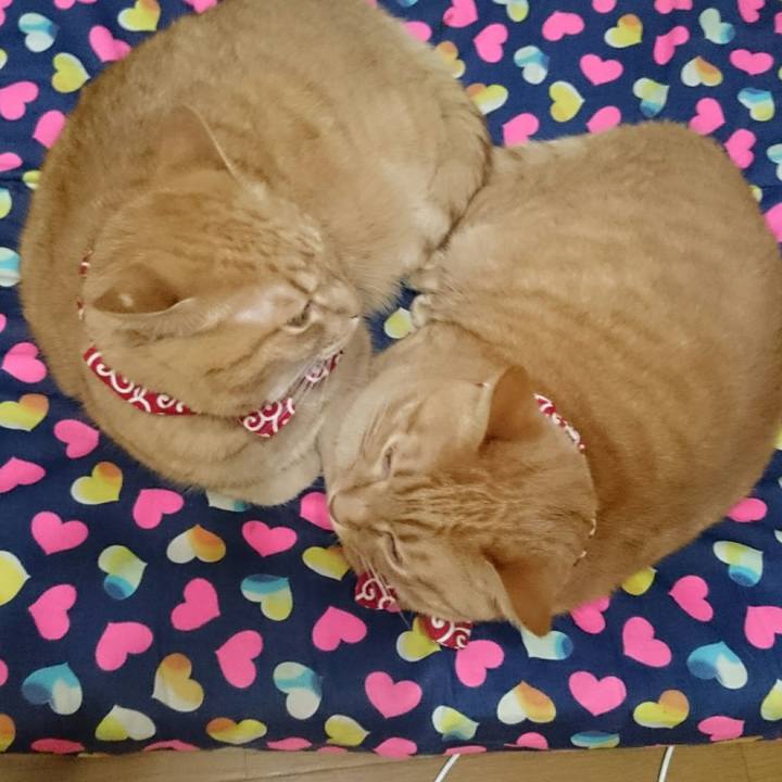 F335cbbb 8bf1 431c 8271 fb57c26f50d5