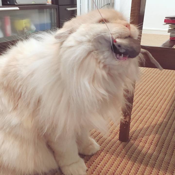 F34b0c93 1453 4532 8077 a8623bd09164