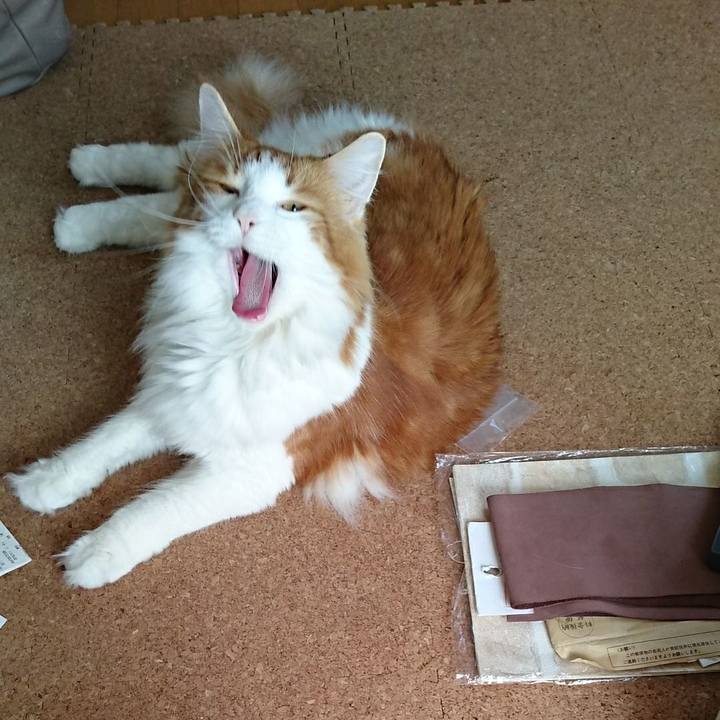 F3652a65 f74b 48e8 8b9c 67b4c905ccb3