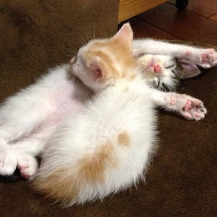 F3681d2d 25b4 483f af0a dcb3f63a35c9