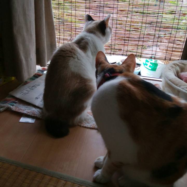 F3710982 11db 4e0c b05b 72f25c0e3ead