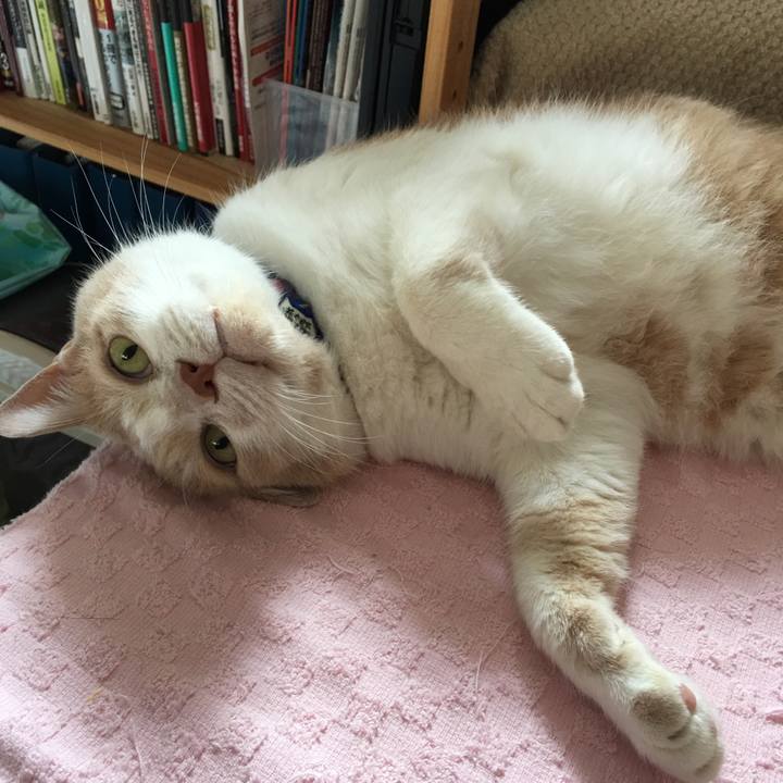 F374cb19 564a 4694 8ef3 56aa0cf72edd