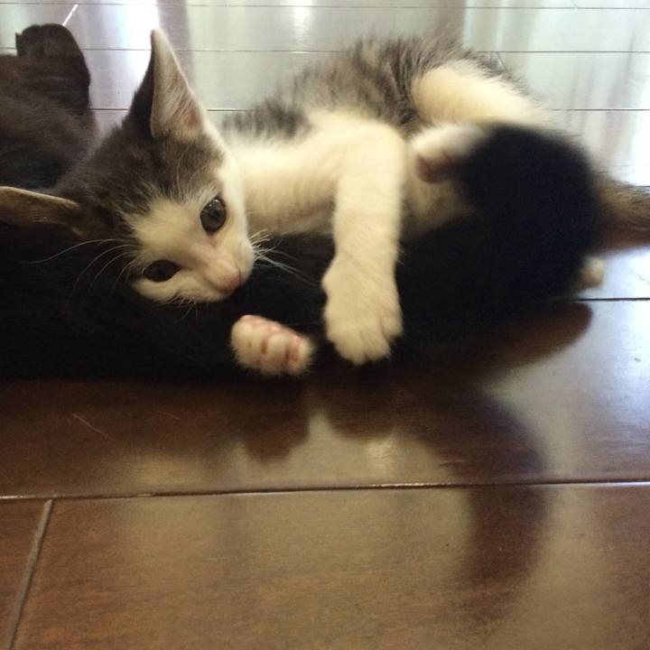 F378f0d1 6299 4e8f bd7f 900708807150