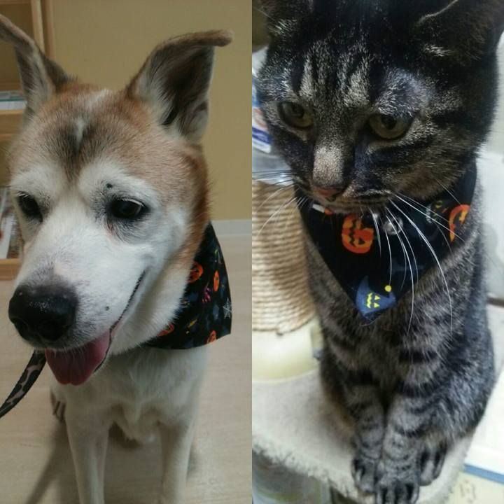 F3972b81 7f5b 42be b71c 8d03cdc136ca