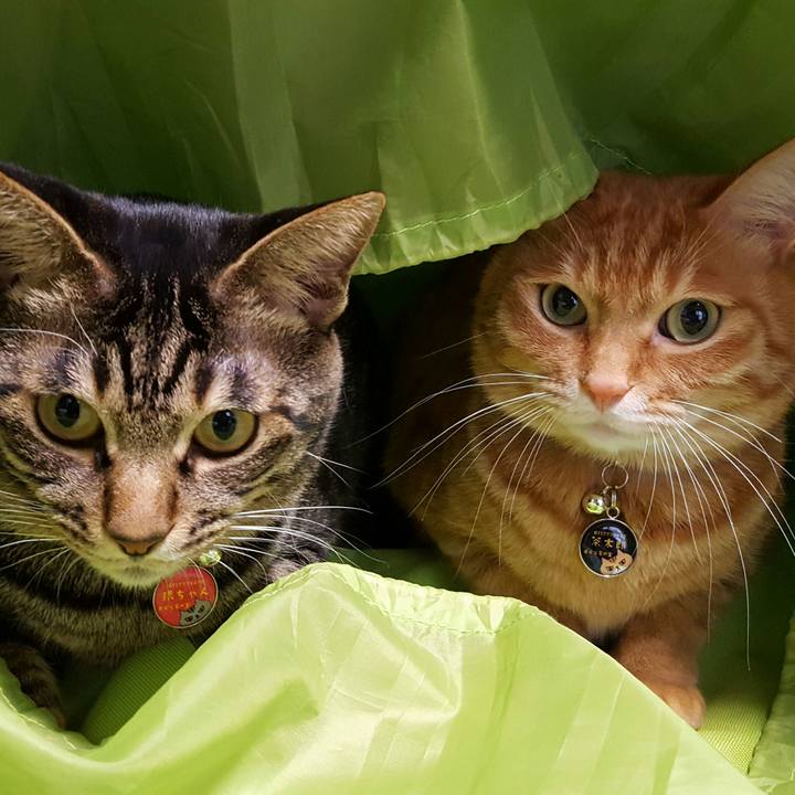 F3cd4f88 e929 40c1 8f2a 0c30ff10454a