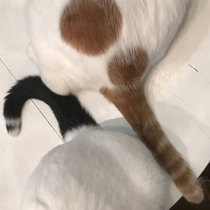 F3cf7a7a 2183 4582 99ab e62354269604