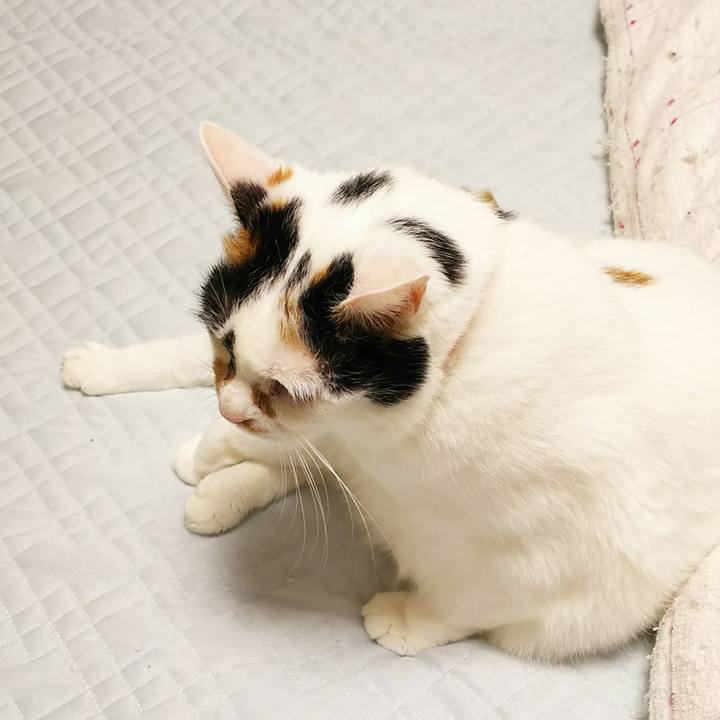 F41a3d95 aae2 4d32 8248 43899ca00732