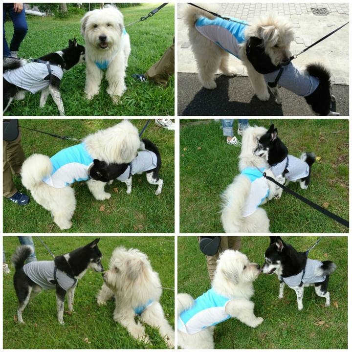 F433ea38 aeff 49a2 88f2 063797caa401