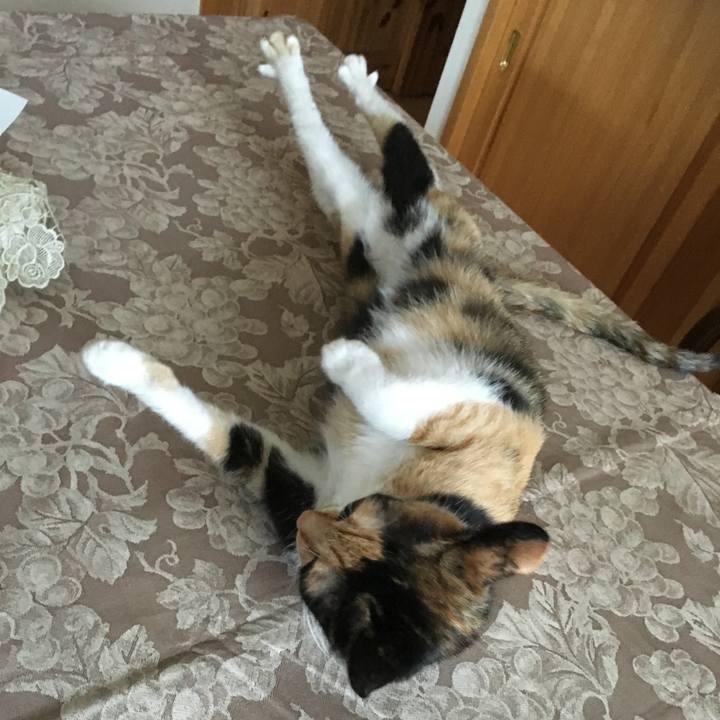 F43fce08 2255 4d67 a3ed e8ff63bdabb7