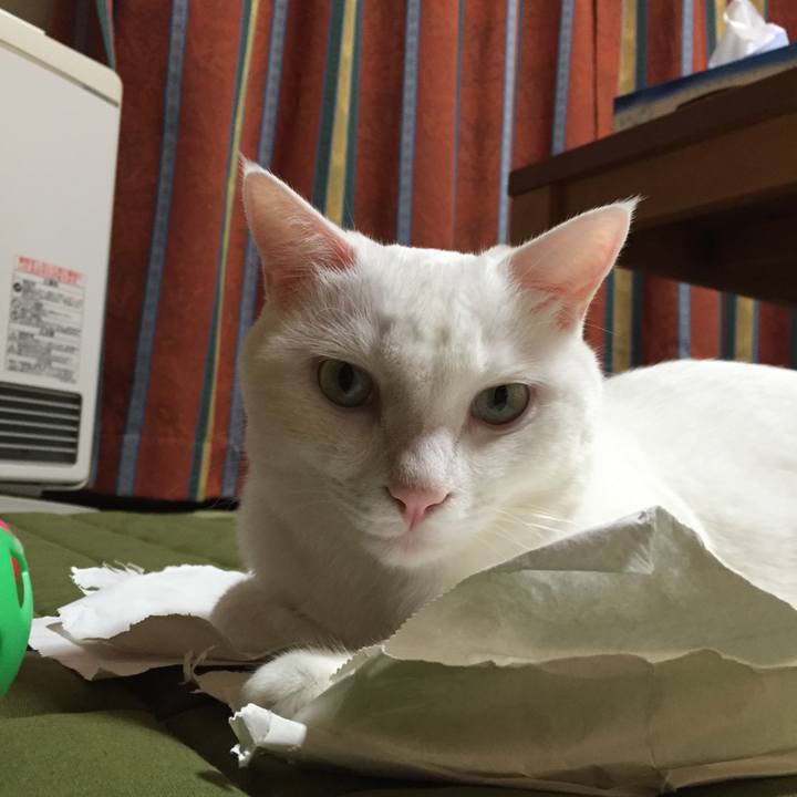 F44f129e c273 47c1 8afd 5d42a77aeaca