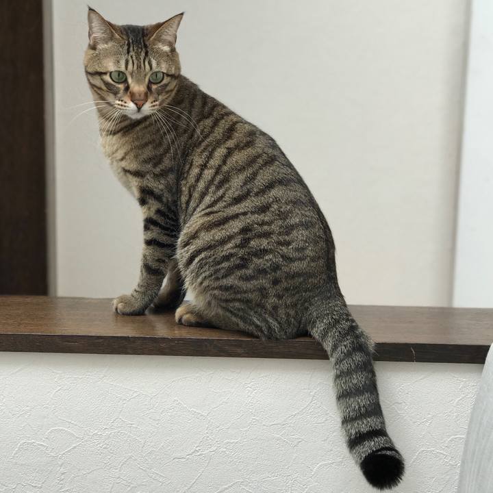 F450c082 73d6 4ec1 9500 80782a301702