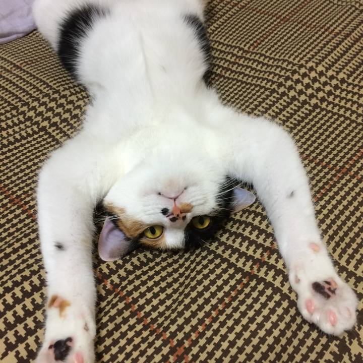 F4513be2 3c8d 4760 bf38 7772edca2a99