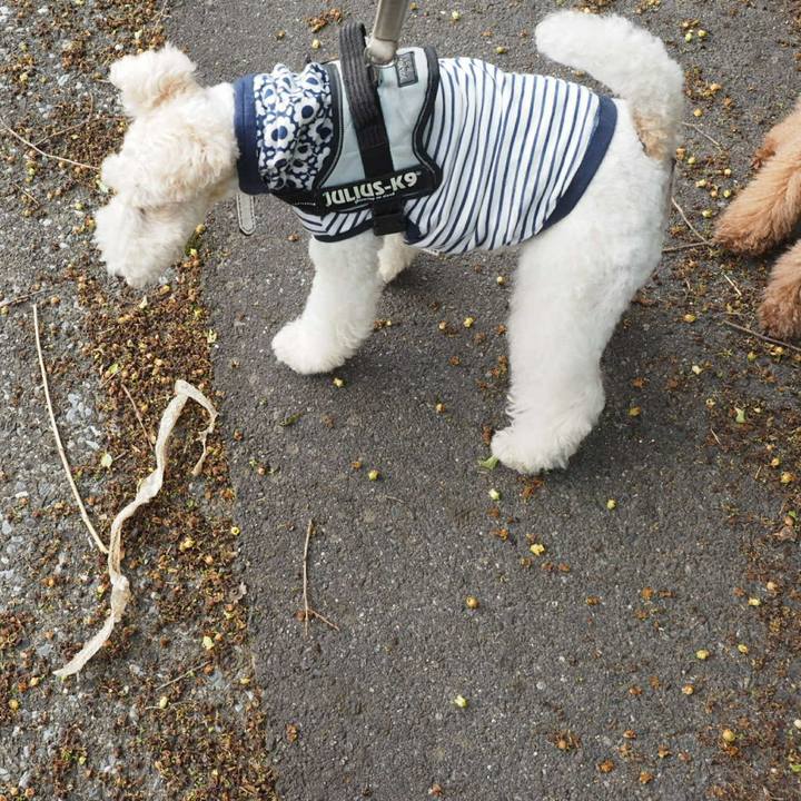 F454fc08 c10b 41a2 8bcd 8b454f92058c