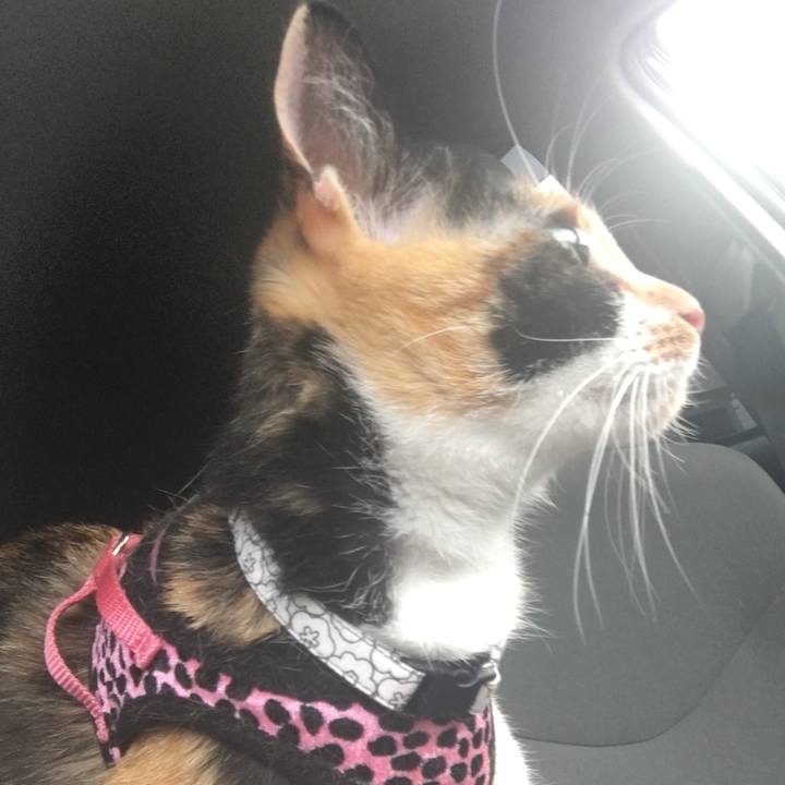 F4567807 5b6a 4915 bf1d 672ed2dcb5db