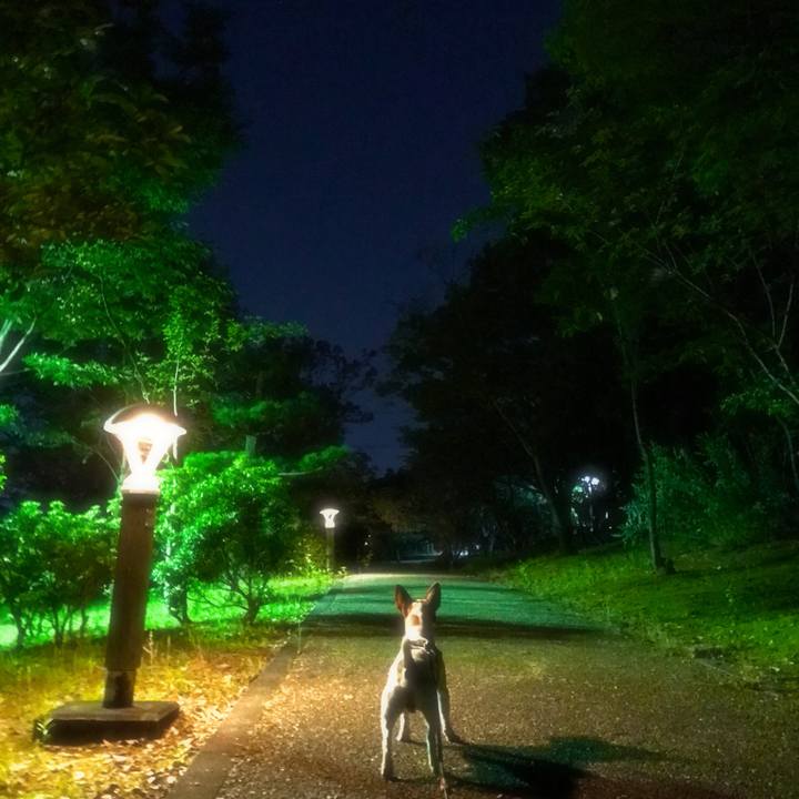 F470dafe ace2 4d83 9ed9 8f28e0199133