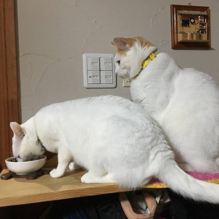 F4905c48 e746 4bff 8e40 67b48a43abd9