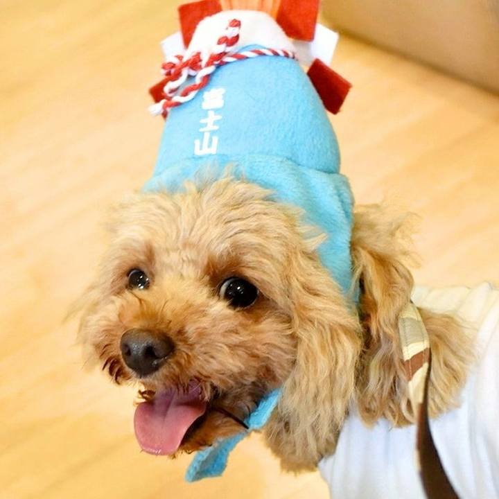 F49c9581 12dd 4dd6 beaa c2ed5cf54110