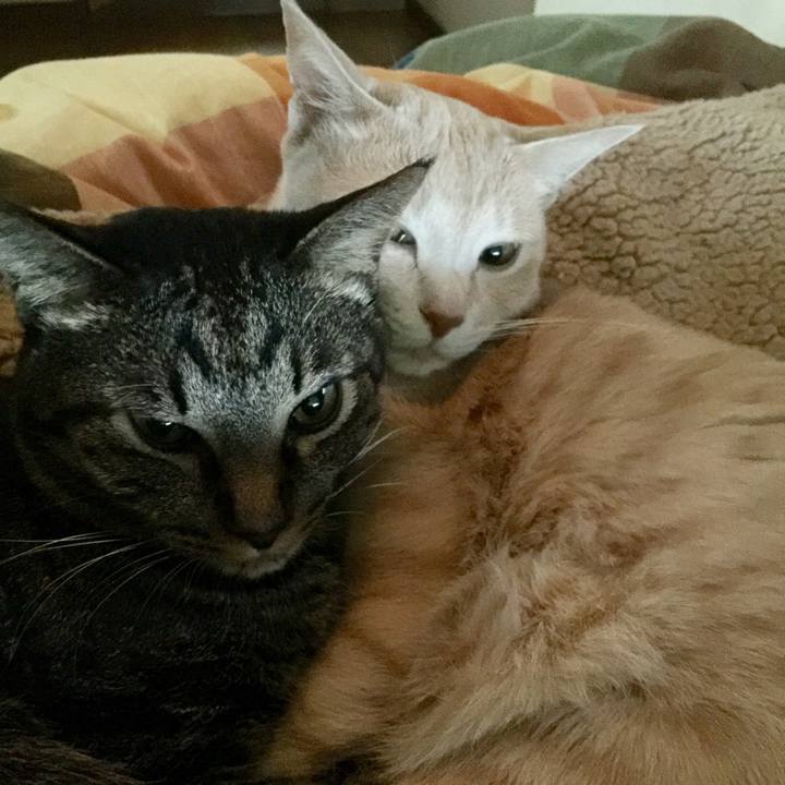 F4a1474f 7387 4d50 aab0 566b70a1463d