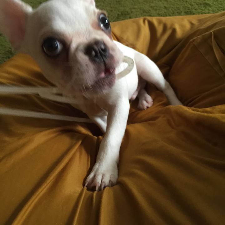 F4a6acfa 5445 4eb4 b21c 9493b4495351