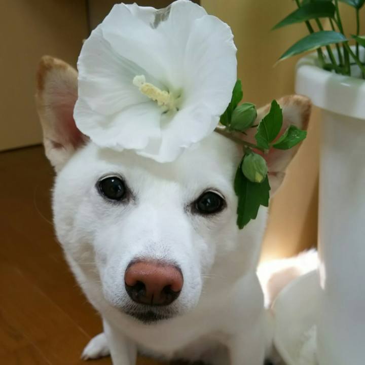 F4aa3adf c31c 47f1 9516 5b28cb764652