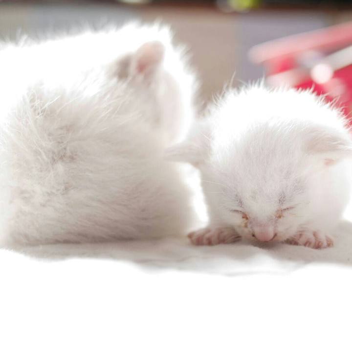 F4ac32a5 9eea 4a8d bd4e 126d0bb508c5