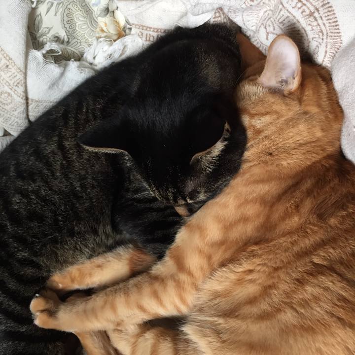 F4b37ce6 37de 4496 9ccb f52cc5f720b3