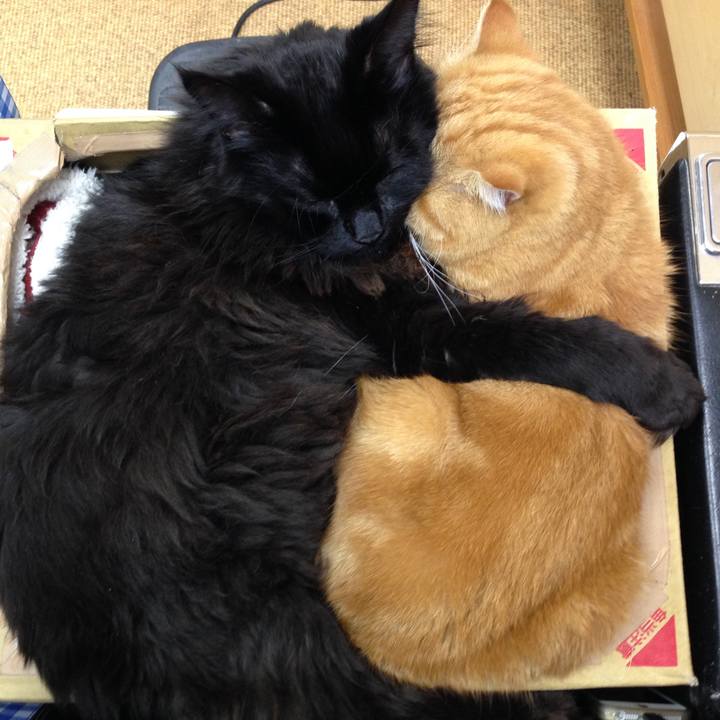 F4b50efe 1c51 4e60 ba95 4de32fbcde3d