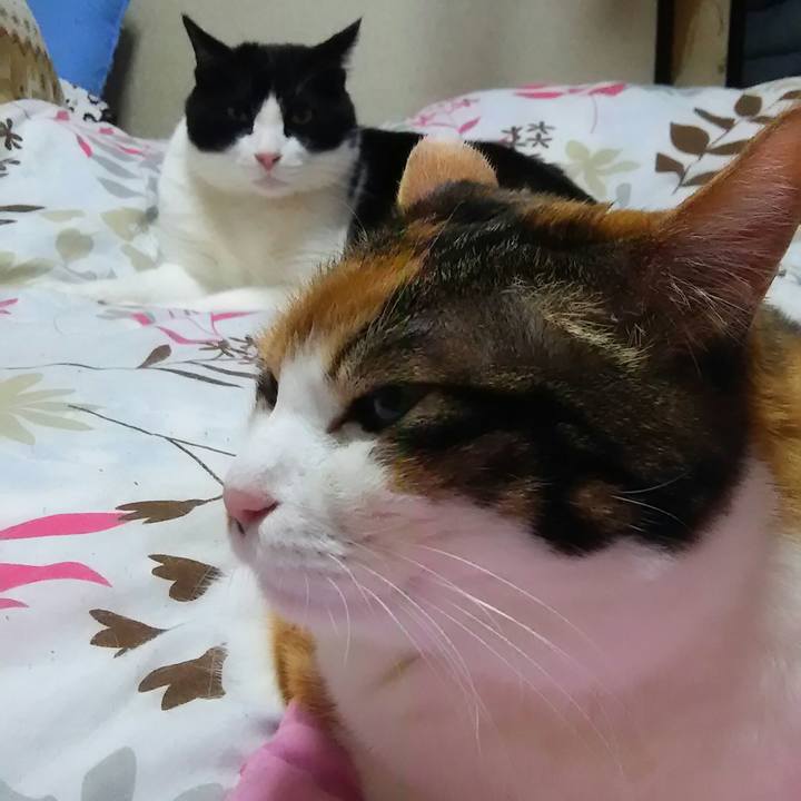 F4ba4825 e2ef 4d0f 8af2 e6f8761ccbcf