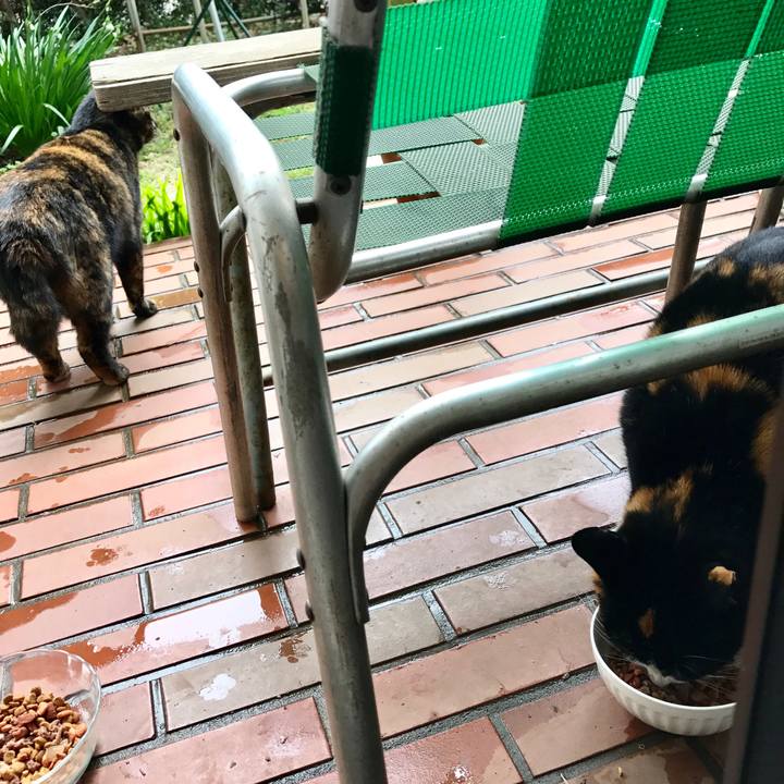 F4ba4b02 e129 435d a820 829dccd00294