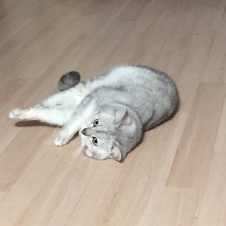 F4c0bbe5 3910 483b bf6d fc5ecd61b512