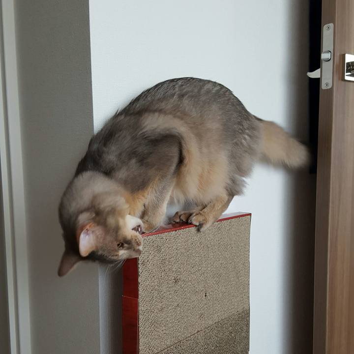 F4c34a6d 4715 42e7 b2dd 25ecfe4342be