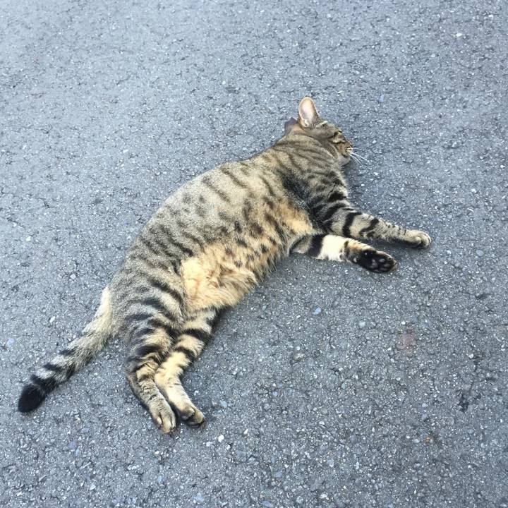 F4c38389 9f9a 4ff0 95e8 454c7775dc7e