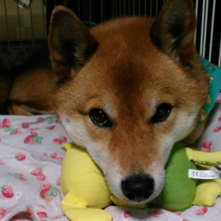 F4c79358 241e 43a5 9000 7dde80db14fc