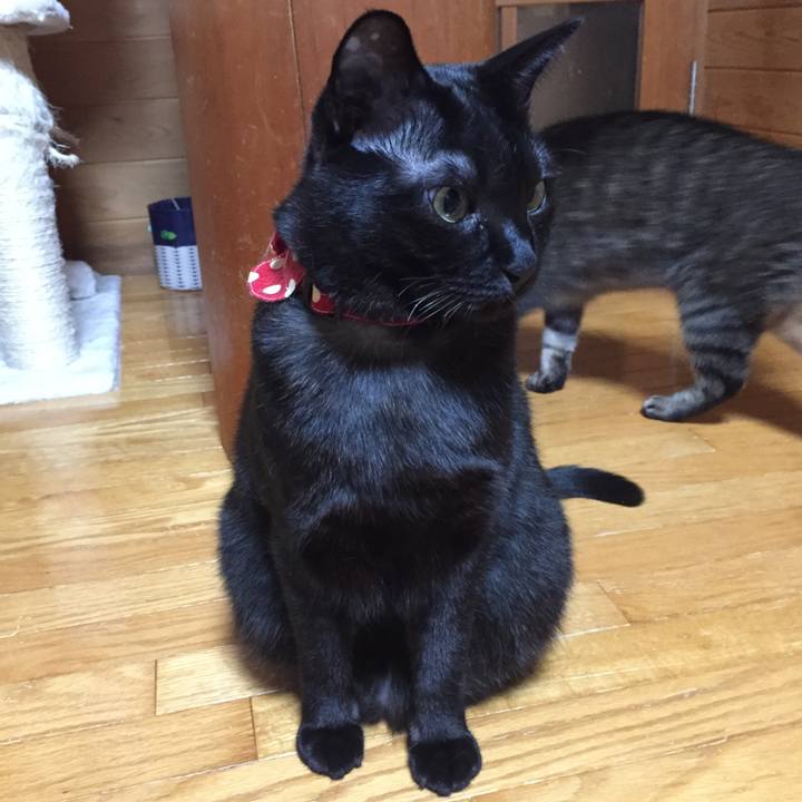 F4c81b5f d1f8 417d 94c2 ea97eebd6dac