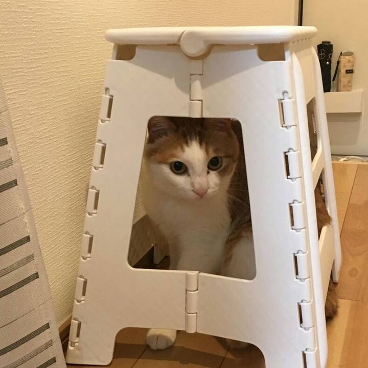 F4cb985b 268d 478d 9518 165bb31441b8