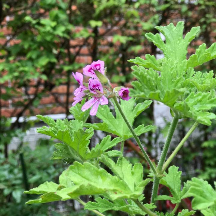 F4d3196a 285f 494d 9a60 430c32a755c7