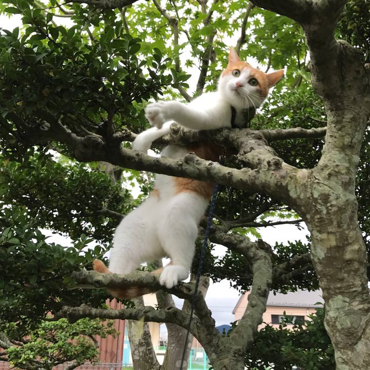 F4e3c99a cd17 45d6 8c35 ffab60dcec89