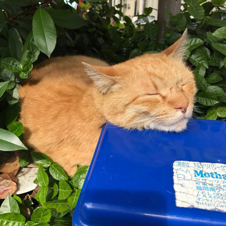 F4ffcdcc b267 4307 bff1 e4fb37637fdb