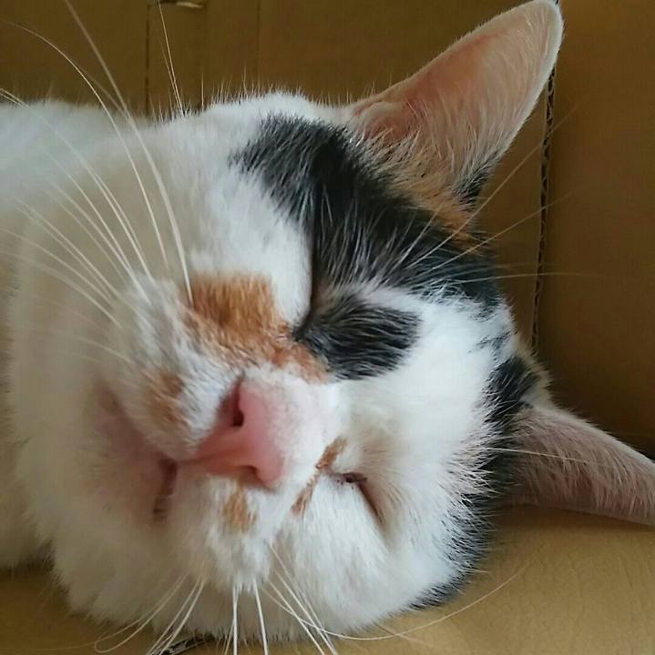 F501ef43 c594 405e b0ff d430c3892fc1