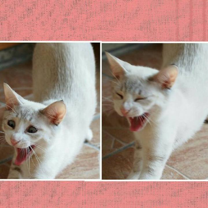 F504de08 e575 4ce4 b29c 616afa519513