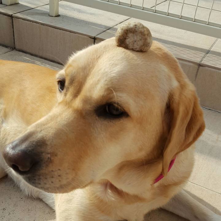 F5051df3 0051 44d6 8b15 f7e065d25597