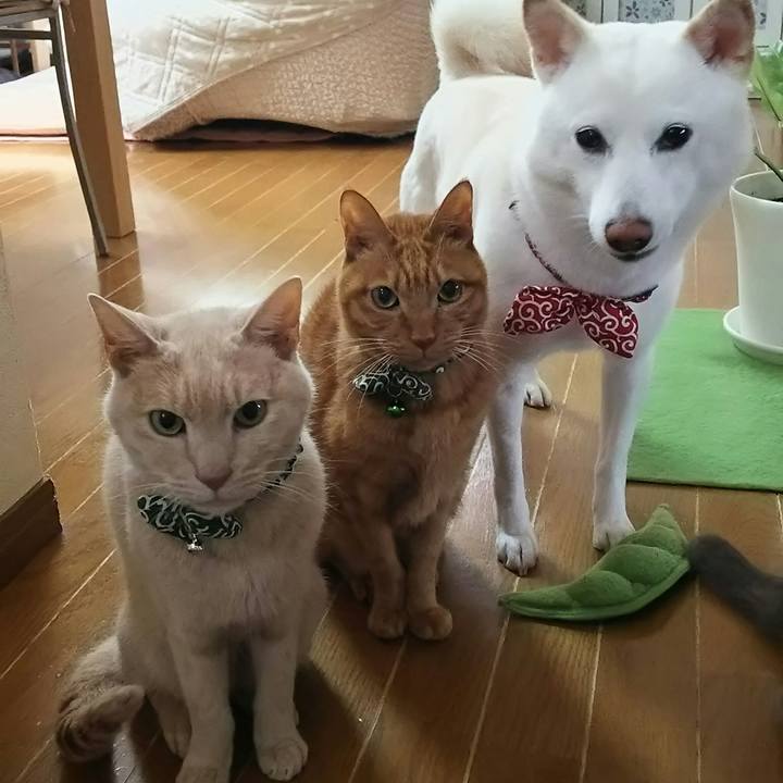 F511efa5 edf3 4175 8e8d 8514ae5c32f4