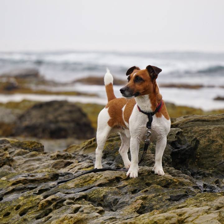 F51c884c 90fe 4b22 a3de 0b265462aab9